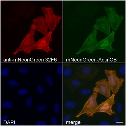Immunostaining of HeLa cells transiently expressing mNeonGreen fused to Actin Chromobody (green) with 32F6 anti-mNeonGreen antibody (red). Merge image shows overlay of green and red channels and DAPI (blus). Scale bar, 10 μm