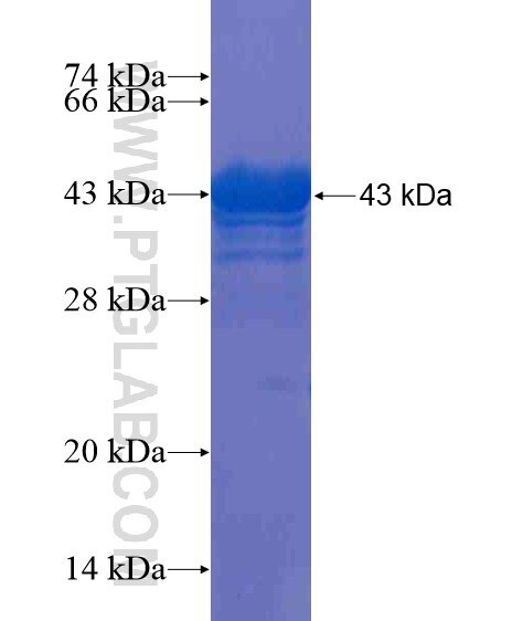364CN fusion protein Ag21497 SDS-PAGE