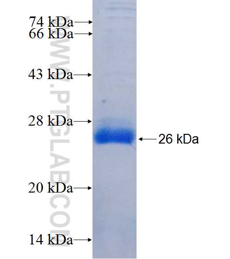 3BP2 fusion protein Ag26264 SDS-PAGE
