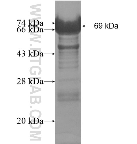 3BP2 fusion protein Ag14212 SDS-PAGE