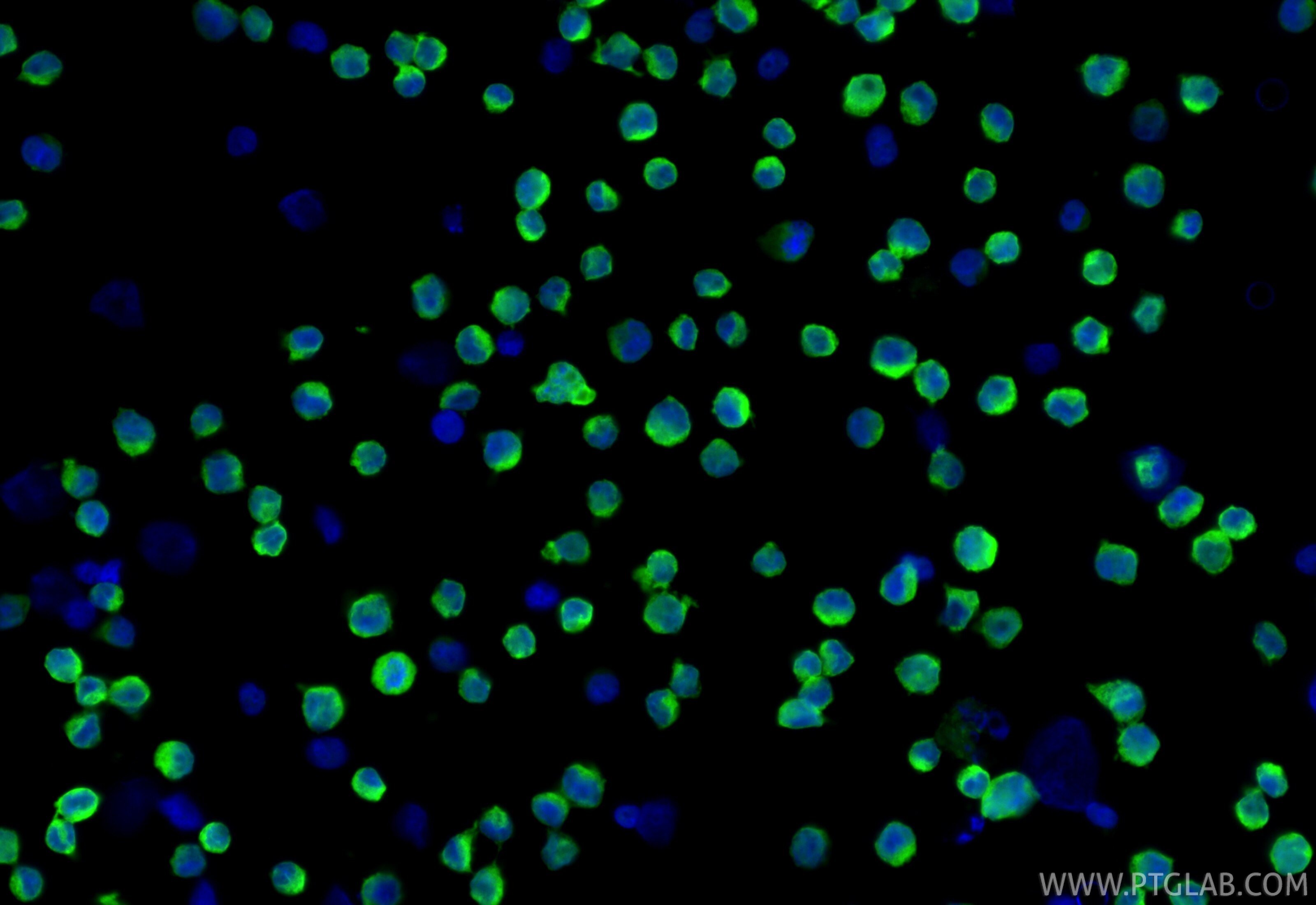 Immunofluorescence (IF) / fluorescent staining of Raji cells using CoraLite® Plus 488-conjugated 4-1BBL/TNFSF9 Recomb (CL488-84185-5)