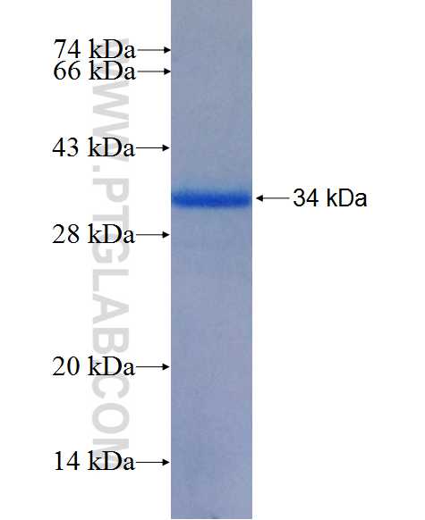 445cn fusion protein Ag26679 SDS-PAGE