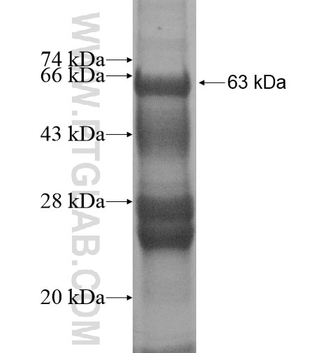 4921513D23Rik fusion protein Ag13543 SDS-PAGE
