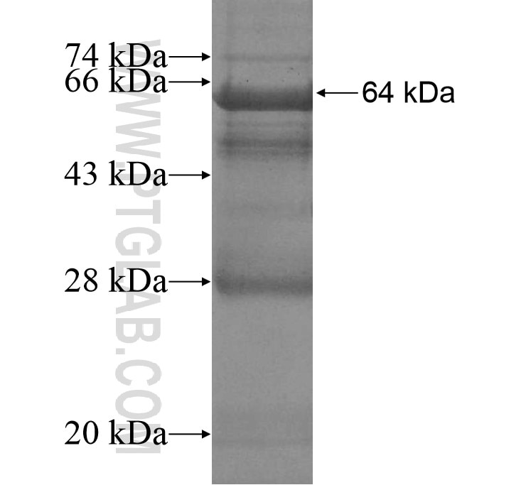 4921513D23Rik fusion protein Ag13709 SDS-PAGE