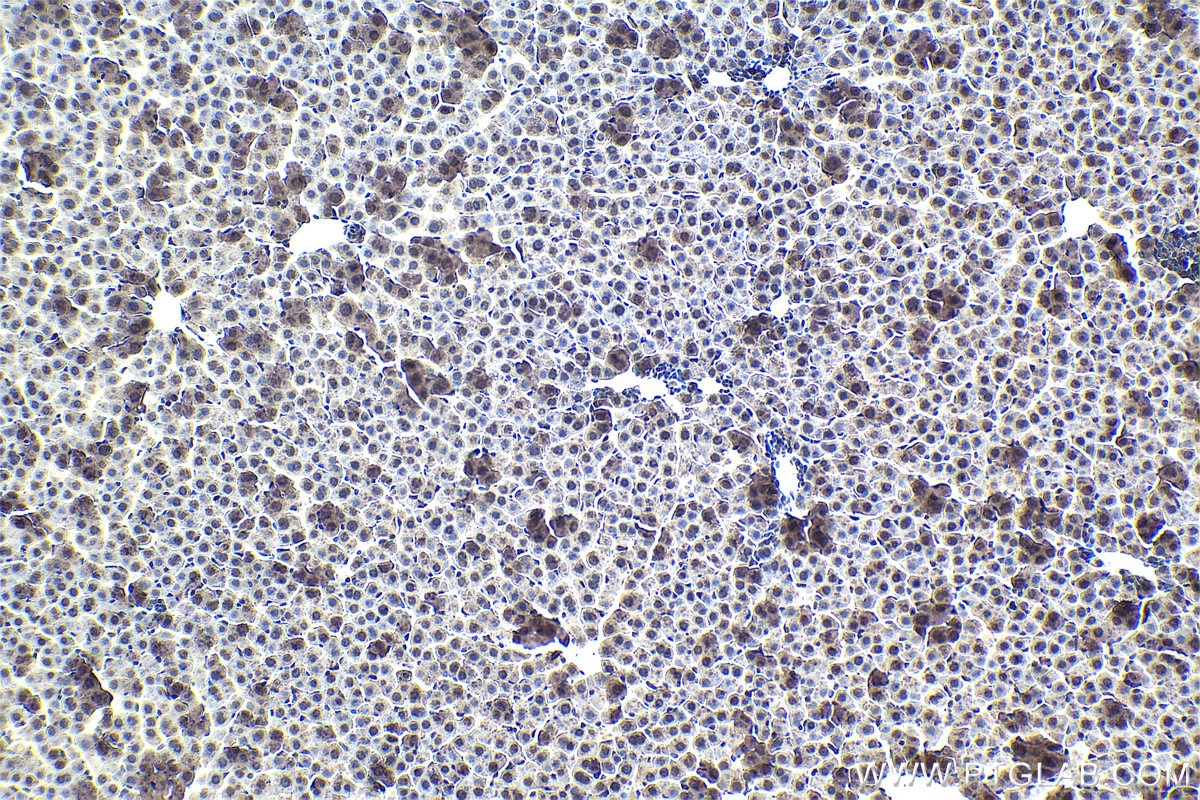 Immunohistochemistry (IHC) staining of rat liver tissue using 4EBP1 Monoclonal antibody (60246-1-Ig)