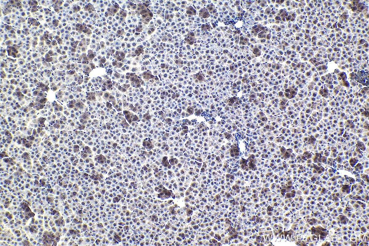 Immunohistochemistry (IHC) staining of rat liver tissue using 4EBP1 Monoclonal antibody (60246-1-Ig)