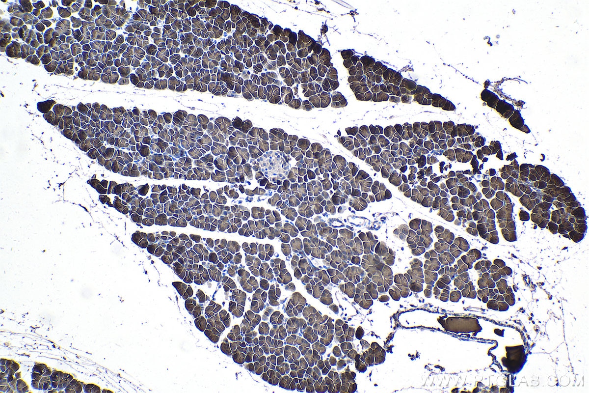 Immunohistochemistry (IHC) staining of rat pancreas tissue using 4EBP1 Monoclonal antibody (60246-1-Ig)