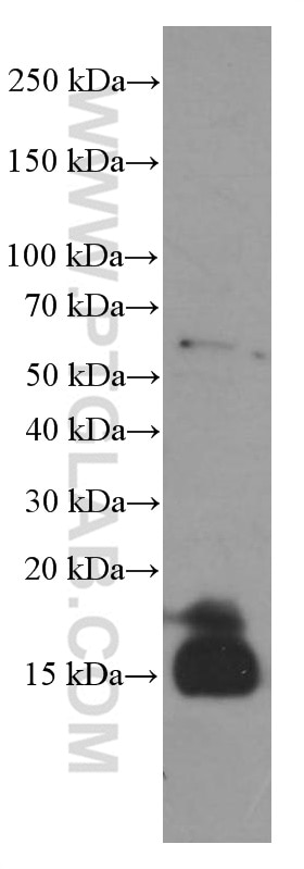 Western Blot (WB) analysis of K-562 cells using 4EBP1 Monoclonal antibody (60246-1-Ig)