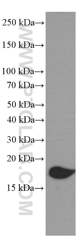 Western Blot (WB) analysis of RAW 264.7 cells using 4EBP1 Monoclonal antibody (60246-1-Ig)