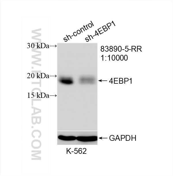 Western Blot (WB) analysis of K-562 cells using 4EBP1 Recombinant antibody (83890-5-RR)