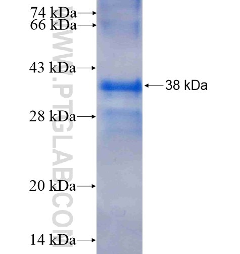 4EBP1 fusion protein Ag5056 SDS-PAGE