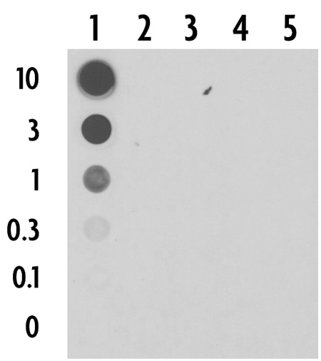 5-Carboxylcytosine antibody (pAb) tested by DNA dot blot Single-stranded DNA oligonucleotides (amount of oligo in nanograms listed on the left side of the blot) corresponding to the immunogen and related sequences were spotted onto nitrocellulose and probed with the antibody at 1:2,000. Lane 1: oligo containing 5-carboxylcytidine. Lane 2: oligo containing 5-formylcytidine. Lane 3: oligo containing 5-hydroxymethylcytidine. Lane 4: oligo containing 5-methylcytidine. Lane 5: oligo containing unmodified cytidine.