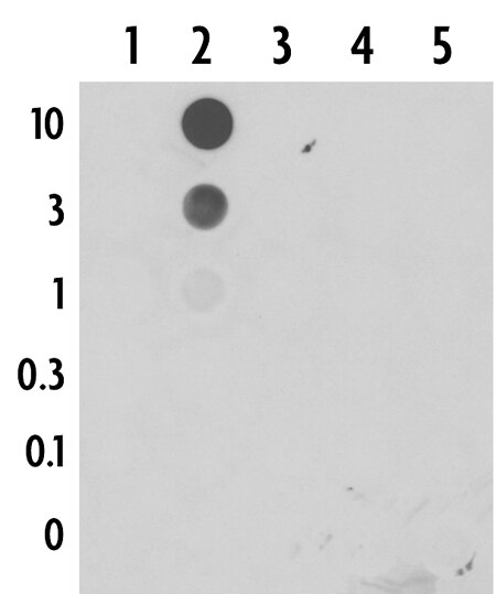 5-Formylcytosine antibody (pAb) tested by DNA dot blot Single-stranded 38 nt DNA oligonucleotides (amount of oligo in nanograms listed on the left side of the blot) corresponding to the immunogen and related sequences were spotted onto nitrocellulose and probed with the antibody at 2 ug/ml. Lane 1: oligo containing unmodified cytidine. Lane 2: oligo containing 5-methylcytidine. Lane 3: oligo containing 5-hydroxymethylcytidine. Lane 4: oligo containing 5-formylcytidine. Lane 5: oligo containing 5-carboxylcytidine.