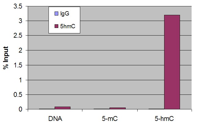 5-Hydroxymethylcytosine (5-hmC, 5-hydroxymethylcytidine) antibody tested by Methyl DNA immunoprecipitation. DNA (25 pg) derived from the promoter of the APC gene was spiked into 500 ng of human genomic DNA and subjected to the MeDIP procedure using 1 μl of 5-Hydroxymethylcytidine antibody (5hmC, maroon bars) or 1 μl of control rabbit IgG (IgG, blue bars). Real time quantitative PCR was performed on the immunoprecipitated DNA and results plotted as % of input DNA. The spiked APC DNA contained either no methylation (DNA), 5-methylcytosine methylation (5-mC) or 5-hydroxymethylcytosine methylation (5-hmC).