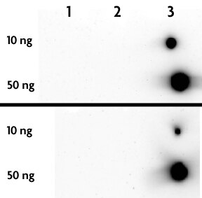 5-Hydroxymethylcytosine (5-hmC, 5-hydroxymethylcytidine) antibody tested by dot blot analysis. DNA samples (10 ng or 50 ng as indicated) were spotted onto positively charged nylon membrane and blotted with 5-Hydroxymethylcytidine antibody at a dilution of 1:10,000. Top Panel: Double stranded DNA. Bottom Panel: Single stranded DNA. Lane 1: Unmethylated DNA. Lane 2: DNA containing 5-methylcytosine. Lane 3: DNA containing 5-hydroxymethylcytosine.