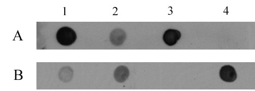5-Hydroxymethylcytosine (5-hmC, 5-hydroxymethylcytidine) antibody tested by dot blot analysis. DNA samples were spotted onto positively charged nylon membrane and blotted with antibodies as indicated. Panel A: 5-Hydroxymethylcytidine antibody recognizing 5-hydroxymethylcytosine (1:10,000 dilution). Panel B: 5-Methylcytidine antibody (1:1,000 dilution). Lane 1: DNA derived from mouse embryonic stem cells (150 ng). Lane 2: DNA derived from mouse spleen (600 ng). Lane 3: 27 base oligonucleotide containing 5-hydroxymethylcytosine (1.2 ng). Lane 4: 33 base oligonucleotide containing 5-methylcytosine (2000 ng).