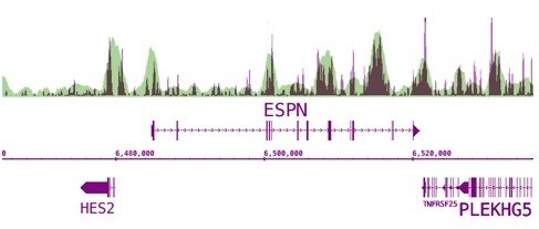 Next-Gen sequencing data generated using 5-Methylcytosine (5-mC) antibody (mAb) correlates well with CpG density. DNA was enriched from 1 ug of denatured, adaptor ligated human PC9 cell DNA using 2 ul of the 5-Methylcytosine (5-mC) antibody (mAb). MeDIP DNA was sequenced using the Illumina platform to generate 26 million sequence tags. Tags were mapped to generate a whole-genome DNA methylation profile. The image above shows that the enriched regions (purple peaks) correlate well with CpG density (green overlay).