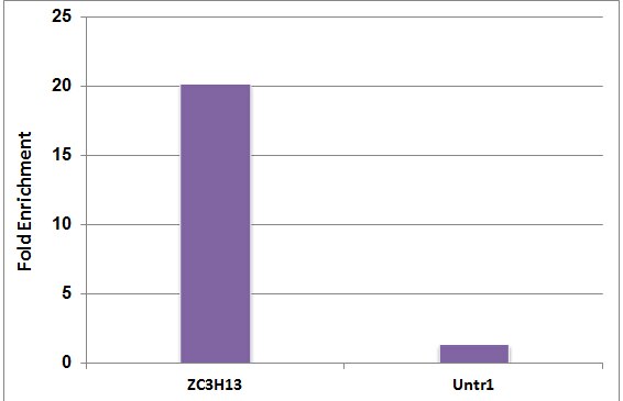 5-Methylcytosine (5-mC) antibody (mAb) tested by Methyl-DNA Immunoprecipitation (MeDIP). Methylated DNA derived from the promoter of the APC gene was amplified using 5me-dCTP and PCR. 25pg of methylated DNA was spiked into 500 ng of MseI digested human genomic DNA and subjected to the MeDIP procedure using 5μg of 5-Methylcytidine antibody or control mouse IgG. Real time quantitative PCR to amplify the methylated APC promoter DNA was performed on the immunoprecipitated DNA and results plotted as Fold Enrichment over control IgG.