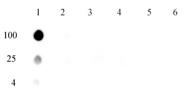 5-mCpA Antibody Specificity Dot blot analysis was used to confirm the specificity of 5-mCpA antibody for the 5-mCpA dinucleotide. Single-stranded DNA oligonucleotides (amount of oligo in nanograms listed on the left side of the blot) were spotted on to a positively charged nylon membrane and blotted with 5-mCpA (1 ug/ml dilution). Column 1: 5-meCpA. Column 2: CpA. Column 3: 5-meCpC. Column 4: 5-meCpT. Column 5: 5-meCpG. Column 6: Ap5mC
