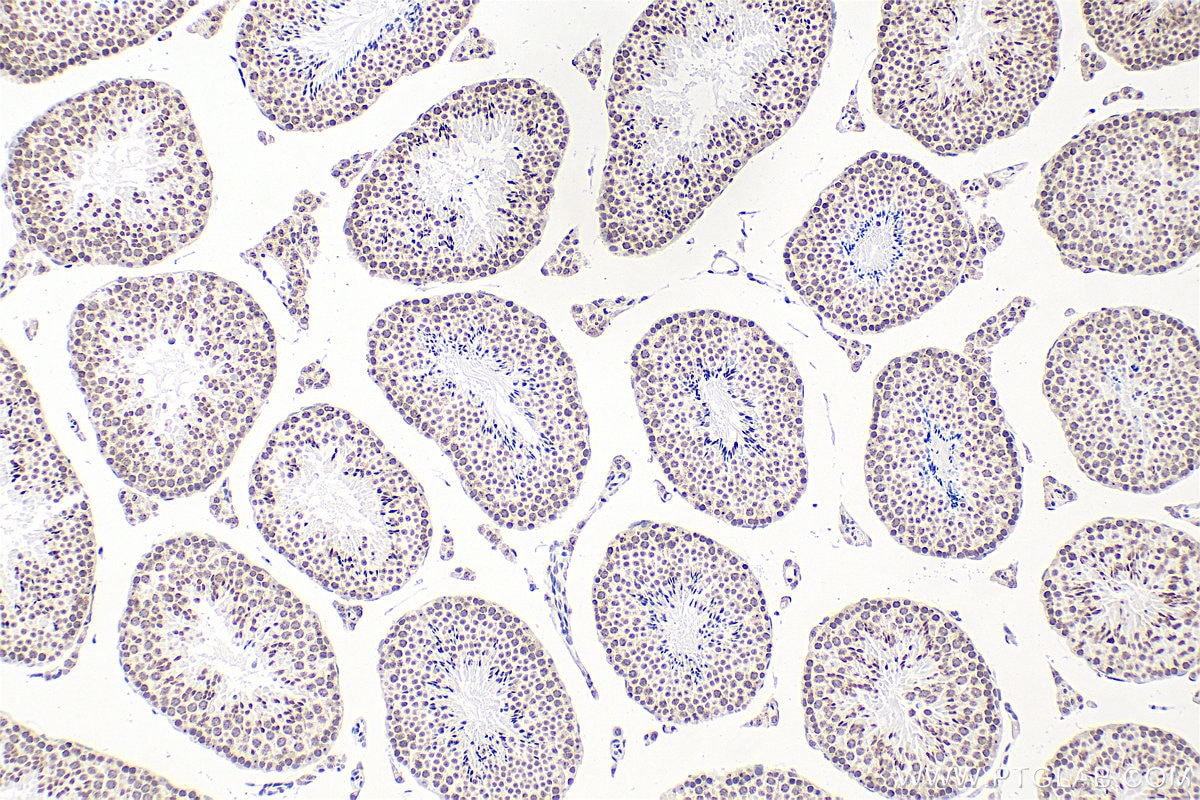 Immunohistochemistry (IHC) staining of mouse testis tissue using Biotin-conjugated 5-methylcytosine Monoclonal anti (Biotin-68301)