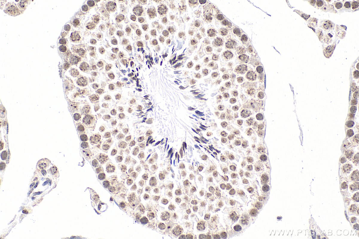 Immunohistochemistry (IHC) staining of mouse testis tissue using Biotin-conjugated 5-methylcytosine Monoclonal anti (Biotin-68301)