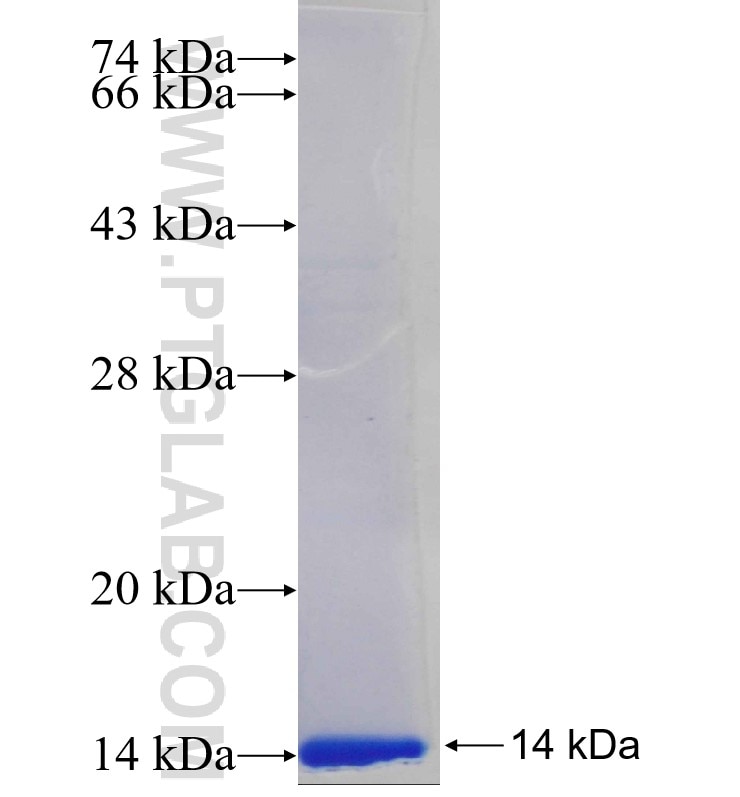 508cn fusion protein Ag26712 SDS-PAGE