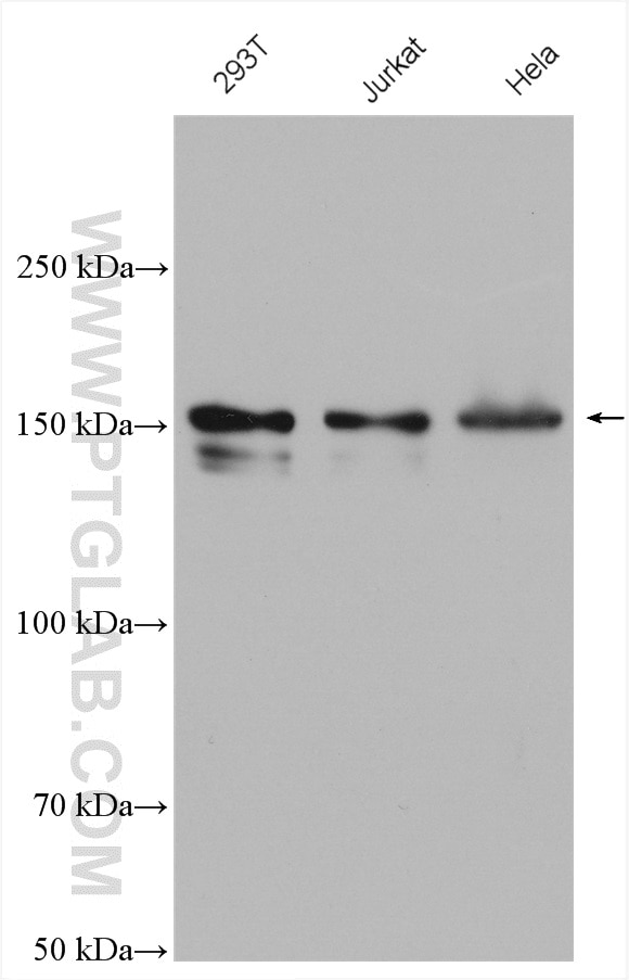 Western Blot (WB) analysis of various lysates using 53BP2 Polyclonal antibody (26550-1-AP)