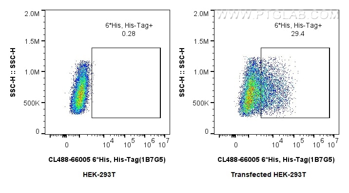 1X10^6 untransfected HEK-293 cells or transfected HEK-293 were intracellularly stained with 0.4 ug CoraLite® Plus 488 Anti-N/A 6*His, His-Tag (CL488-66005, Clone: 1B7G5). Cells were fixed with 4% PFA and permeabilized with Flow Cytometry Perm Buffer. Flow cytometry (FC) experiment of Transfected HEK-293 cells using CoraLite® Plus 488-conjugated 6*His, His-Tag Monoc (CL488-66005)