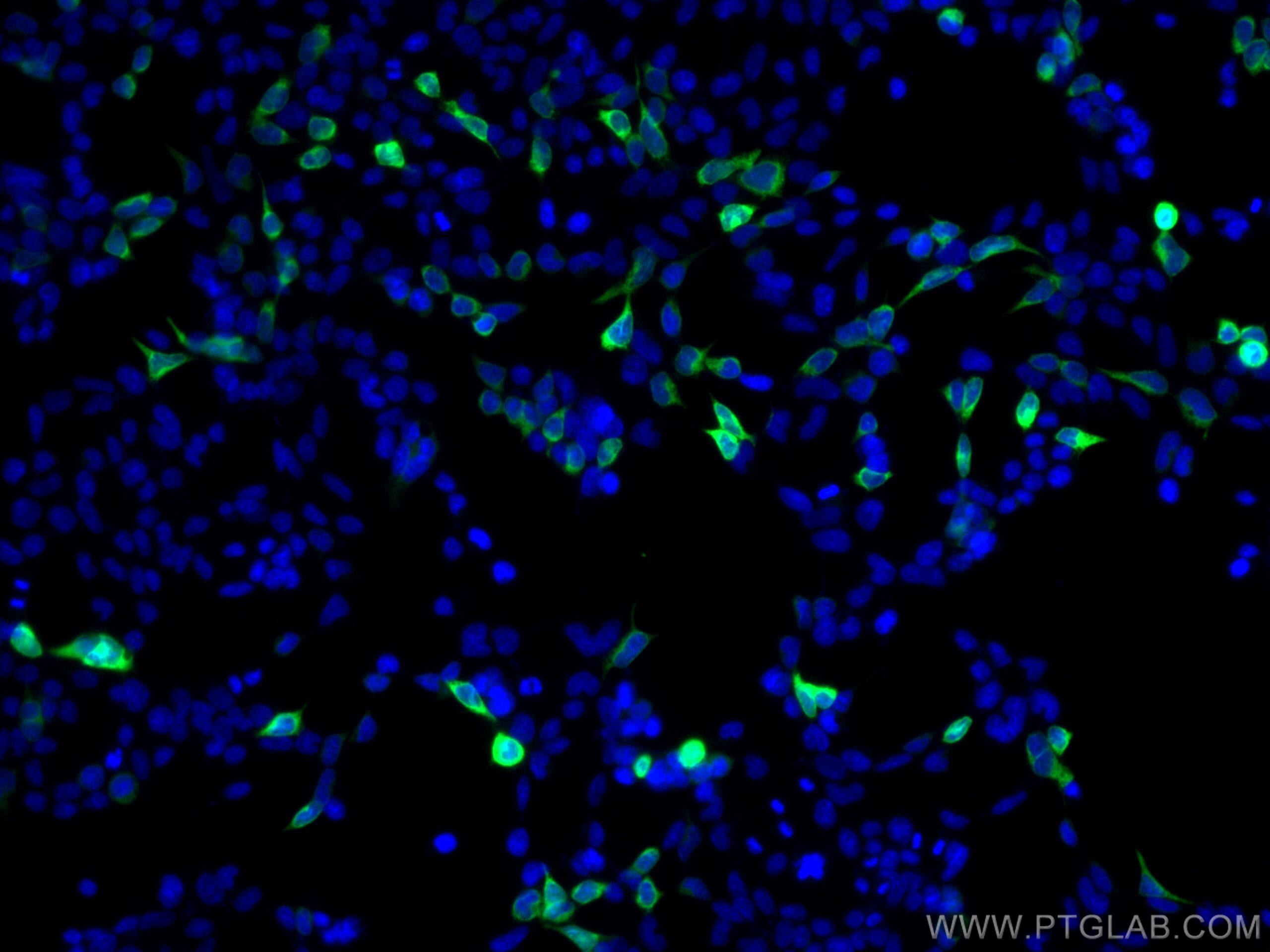 Immunofluorescence (IF) / fluorescent staining of Transfected HEK-293 cells using CoraLite® Plus 488-conjugated 6*His, His-Tag Monoc (CL488-66005)