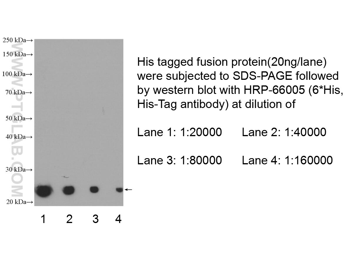 Western Blot (WB) analysis of Recombinant protein using HRP-conjugated 6*His, His-Tag Monoclonal antibody (HRP-66005)