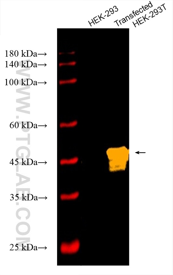 WB analysis using CL750-66005