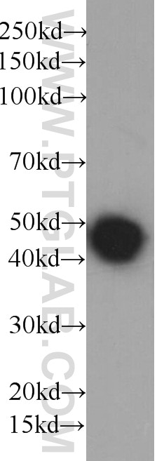 Western Blot (WB) analysis of Recombinant protein using HRP-conjugated 6*His, His-Tag Monoclonal antibody (HRP-66005)