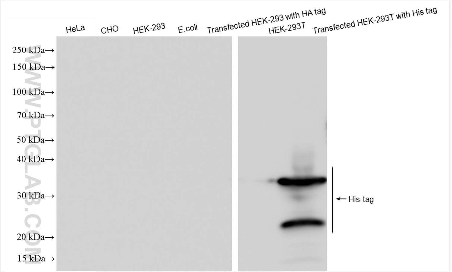 Western Blot (WB) analysis of various lysates using 6*his,His tag Recombinant antibody (84814-1-RR)