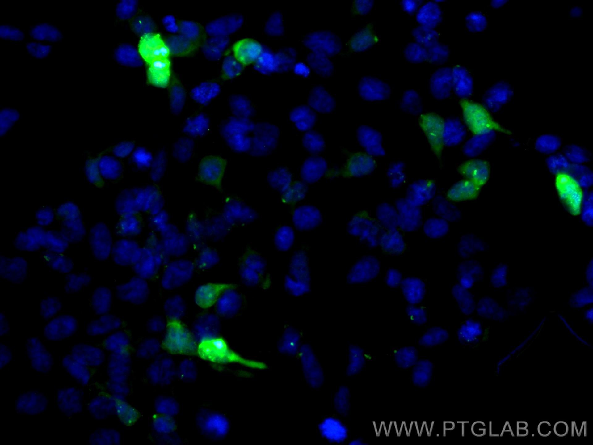 Immunofluorescence (IF) / fluorescent staining of Transfected HEK-293 cells using CoraLite® Plus 488-conjugated 6*his,His tag Recomb (CL488-84814)