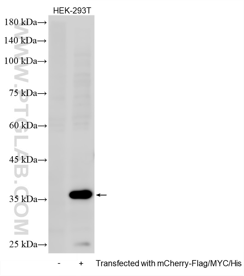 mCherry-Flag/MYC/His Transfected 293T HEK-293T cells were subjected to SDS PAGE followed by western blot with HRP-84814 (6*his,His tag antibody) at dilution of 1:3000 incubated at room temperature for 1.5 hours. Western Blot (WB) analysis of HEK-293T cells using HRP-conjugated 6*his,His tag Recombinant monoclona (HRP-84814)