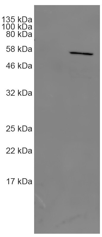 Western blot analysis of cell extract from HEK293T cells transiently expressing SNAP-Tubulin and from untransfected cells.