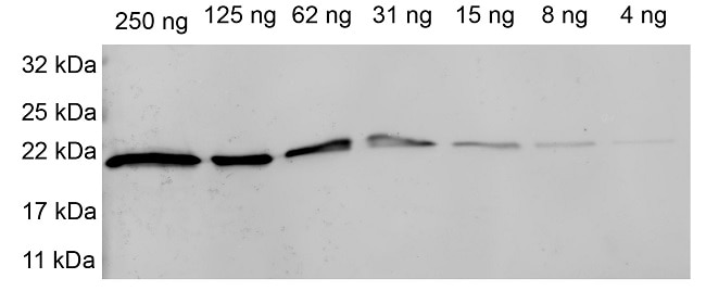 Sensitivity tested with purified recombinant SNAP-tag protein