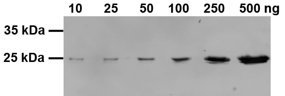Western blot, dilution series of purified recombinant GST-protein, anti-GST antibody