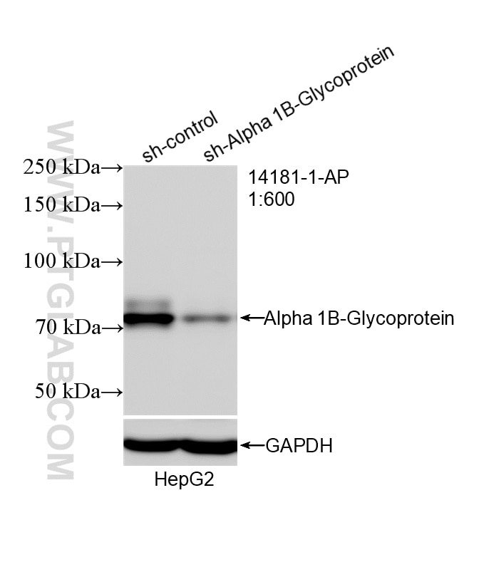 Western Blot (WB) analysis of HepG2 cells using Alpha 1B-Glycoprotein/A1BG Polyclonal antibody (14181-1-AP)