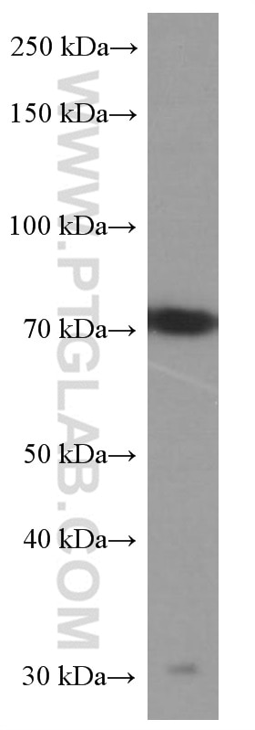 Western Blot (WB) analysis of human heart tissue using Alpha 1B-Glycoprotein Monoclonal antibody (66260-1-Ig)