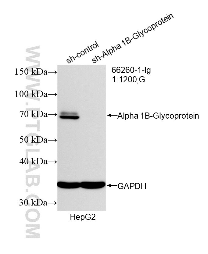 Western Blot (WB) analysis of HepG2 cells using Alpha 1B-Glycoprotein/A1BG Monoclonal antibody (66260-1-Ig)