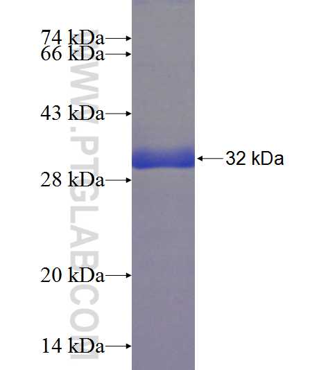 A1CF fusion protein Ag22975 SDS-PAGE