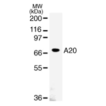 A20 mAb tested by Western blot. Detection of A20 by Western blot. A20 can be detected in Daudi whole-cell extract at 3 ug/ml.