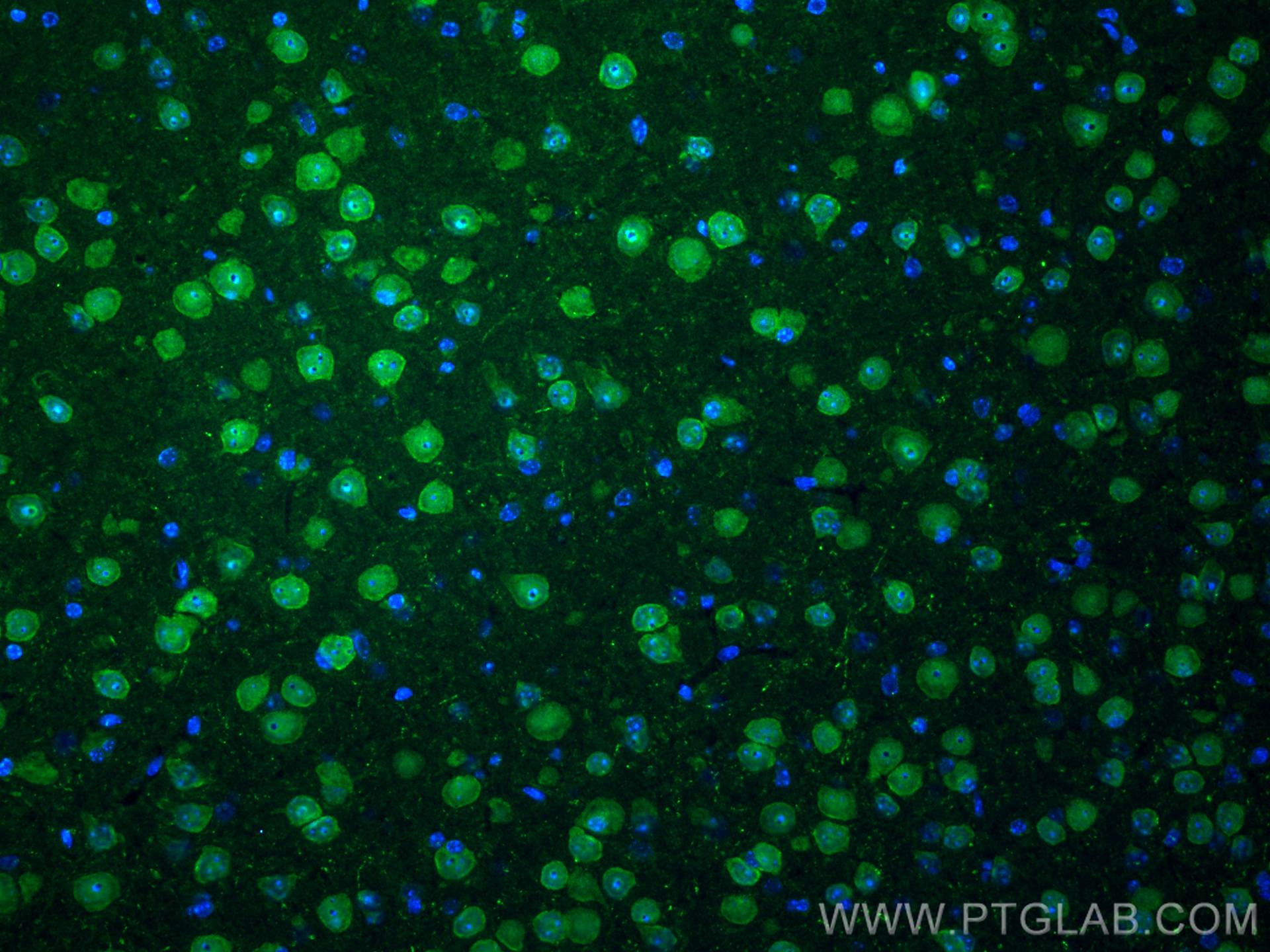 Immunofluorescence (IF) / fluorescent staining of mouse brain tissue using A2BP1 Polyclonal antibody (22647-1-AP)