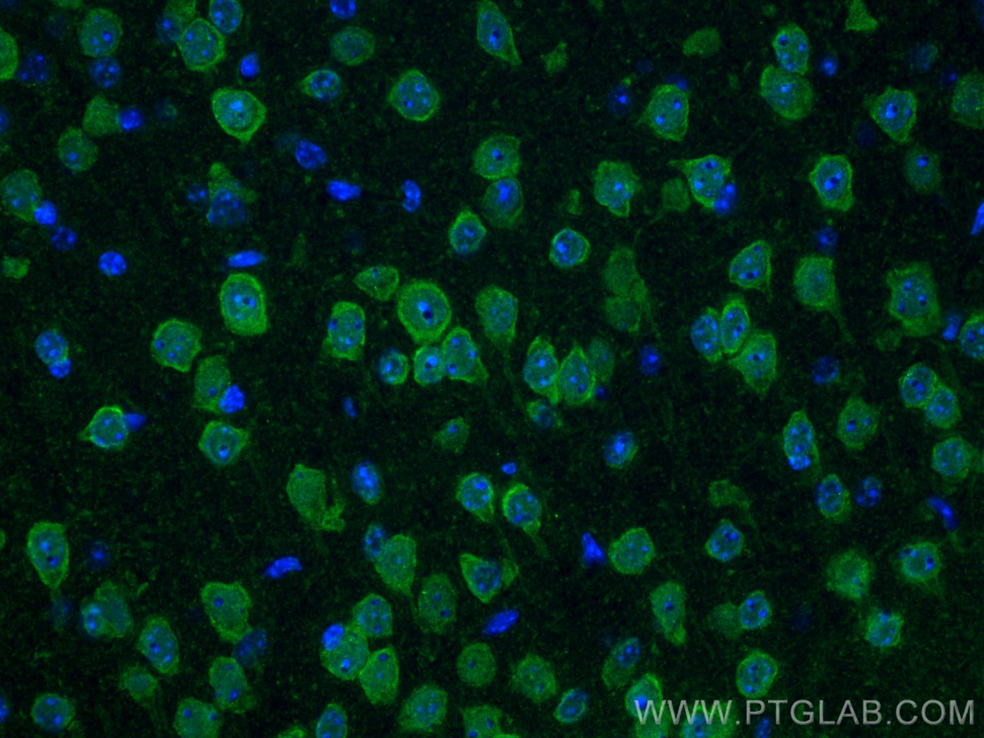 Immunofluorescence (IF) / fluorescent staining of mouse brain tissue using A2BP1 Polyclonal antibody (22647-1-AP)