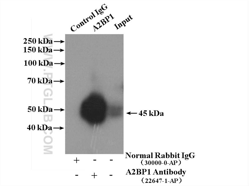 Immunoprecipitation (IP) experiment of mouse brain tissue using A2BP1 Polyclonal antibody (22647-1-AP)