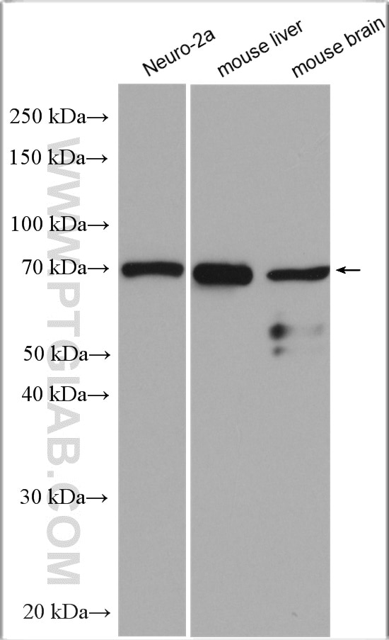 Western Blot (WB) analysis of various lysates using A2BP1 Polyclonal antibody (22647-1-AP)