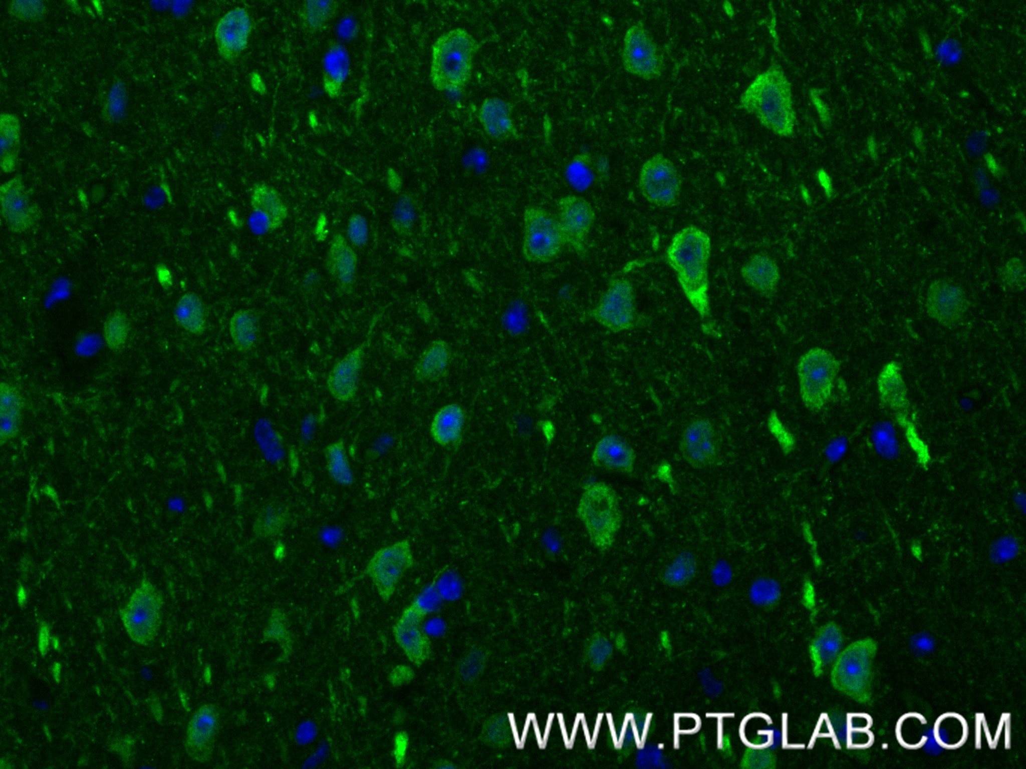 Immunofluorescence (IF) / fluorescent staining of mouse brain tissue using A2BP1 Recombinant monoclonal antibody (85732-2-RR)