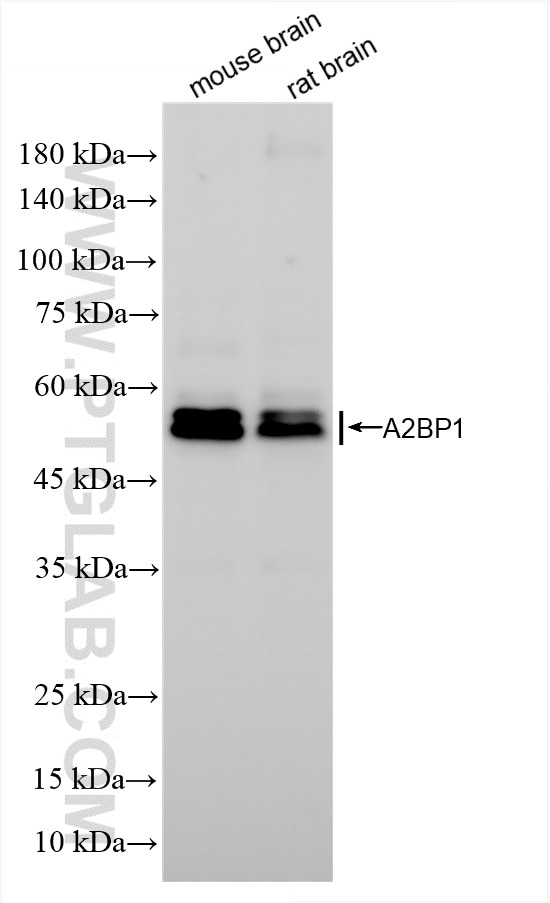 Western Blot (WB) analysis of various lysates using A2BP1 Recombinant antibody (85732-2-RR)