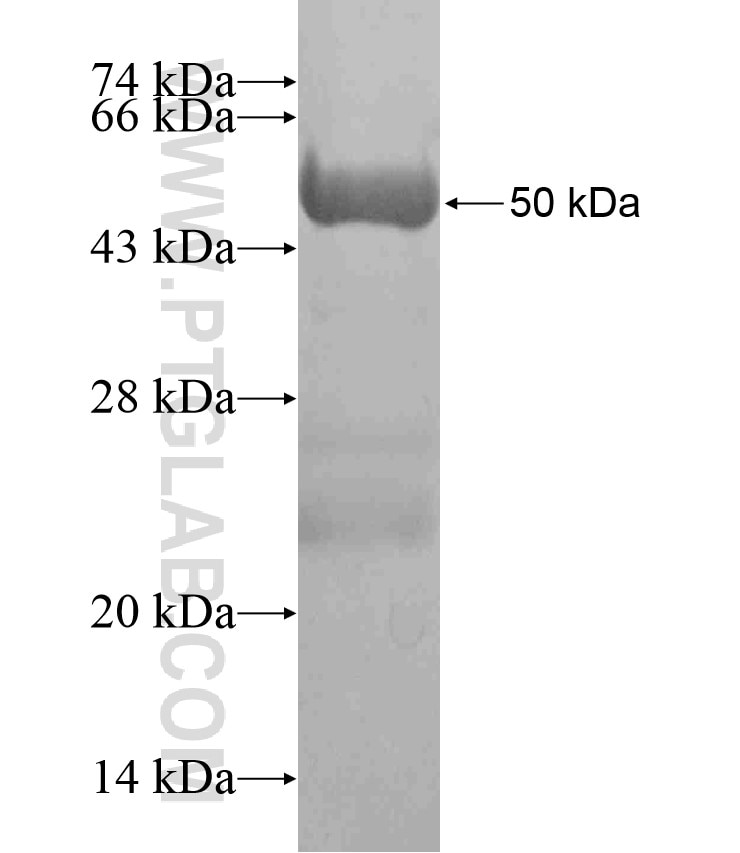 A2BP1 fusion protein Ag18527 SDS-PAGE
